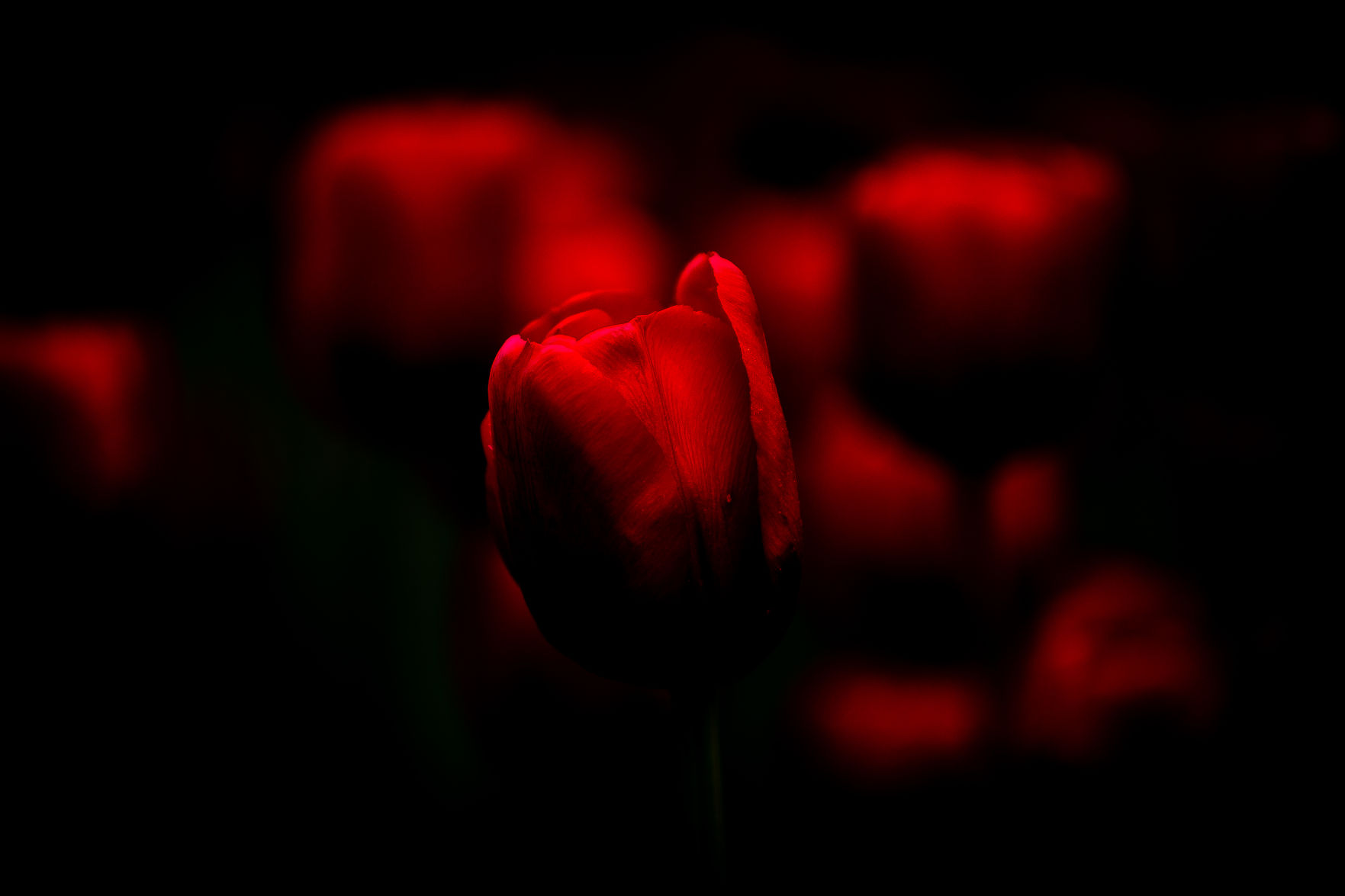 84th ANNUAL TULIP TIME